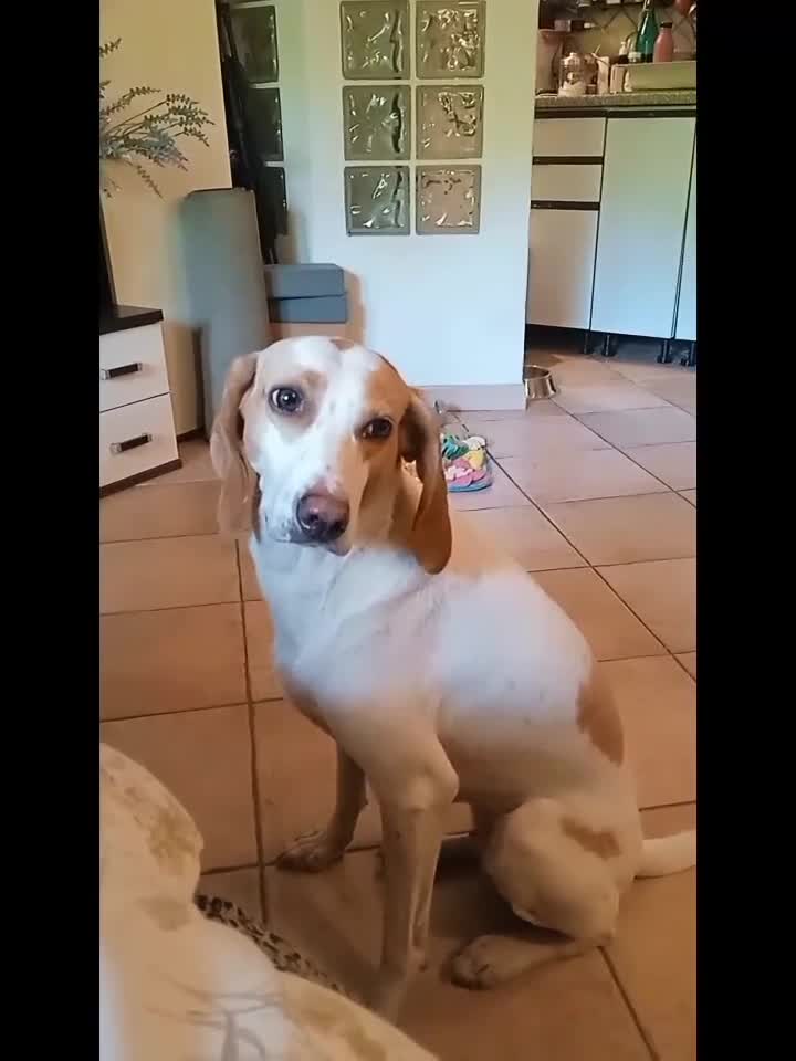 Segugio cani in regalo: Segugia in cerca di adozione - Video 2