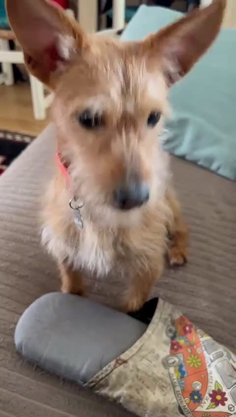 Meticcio cani in regalo: Regalo Meticcio - Video 1