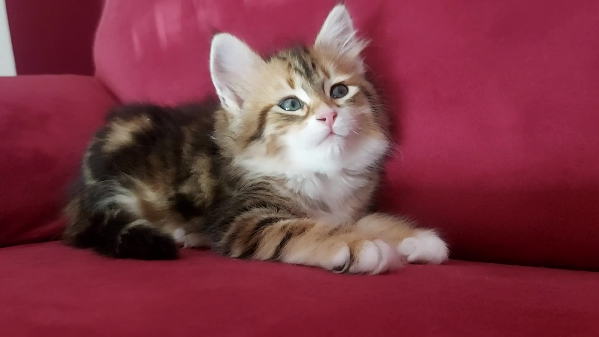Siberiano gatti in vendita: Cucciolo Siberiano Certificato  - Video 1