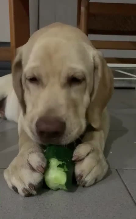 Labrador cani per accoppiamento: Seven cerca fidanzata.🐾🩵 - Video 1