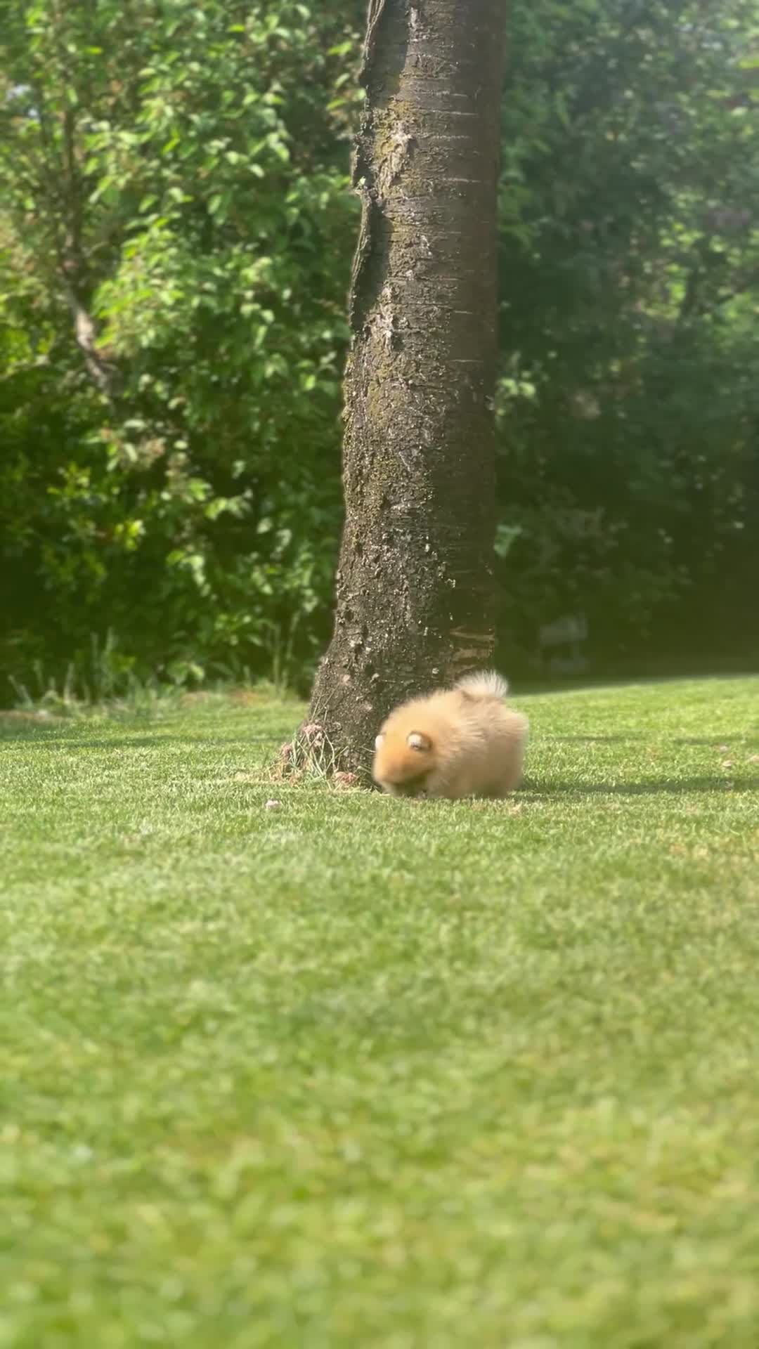 Volpino Pomerania cani in vendita: Cucciolo Pomerania con pedigree Enci - Video 1