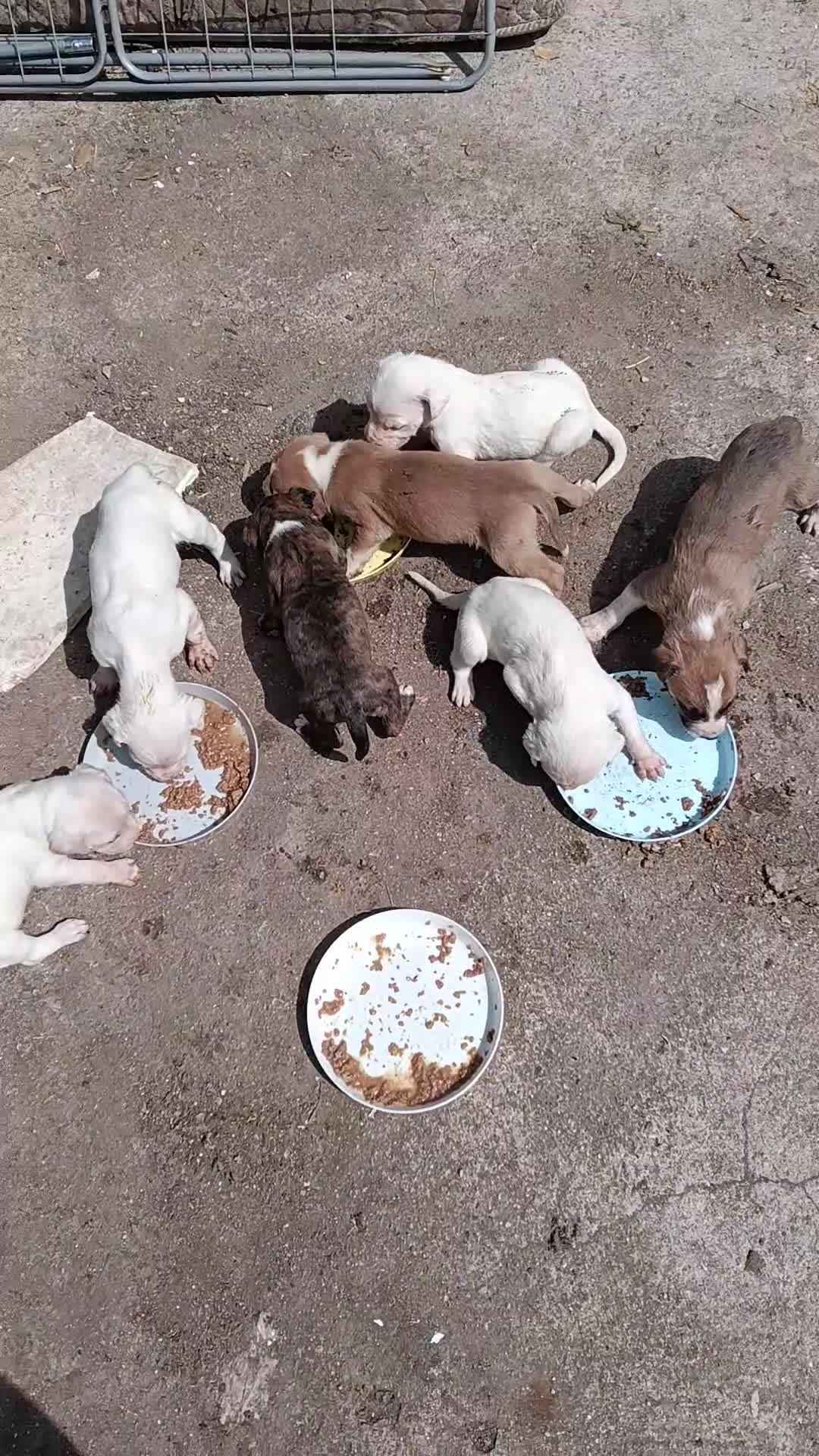 Meticcio cani in regalo: Cuccioli medico  M-Staff / Dogo argentino  - Video 1