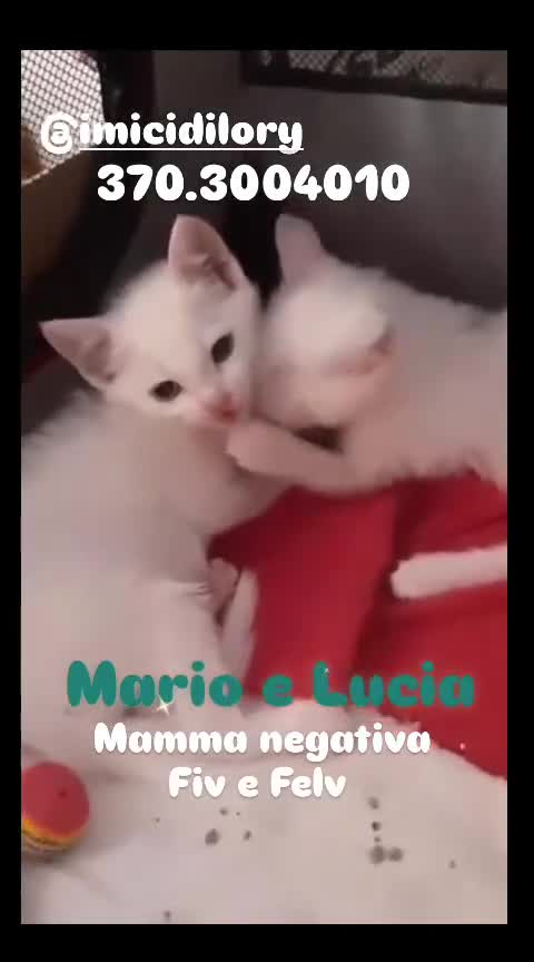 Europeo gatti in regalo: MARIO E LUCIA GATTINI DI DUE MESI CERCANO CASA a Città metropolitana di Roma Capitale - Video 1