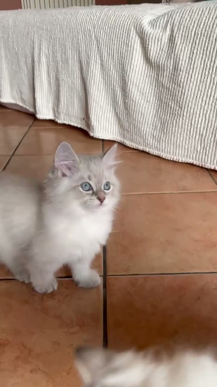 Siberiano gatti in vendita: LYRA - ULTIMA CUCCIOLA SIBERIANA IPOALLERGENICA - Video 2
