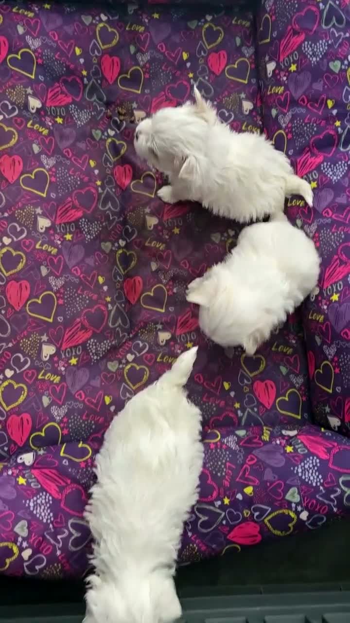 Maltese cani in vendita: Cucciolo maschietto maltese  - Video 2