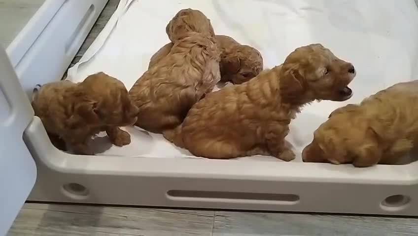 Barboncino Toy cani in vendita: Barboncino minitoy  - Video 1
