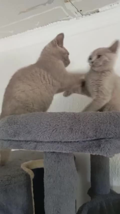 British gatti in vendita: British shorhair cuccioli  - Video 2
