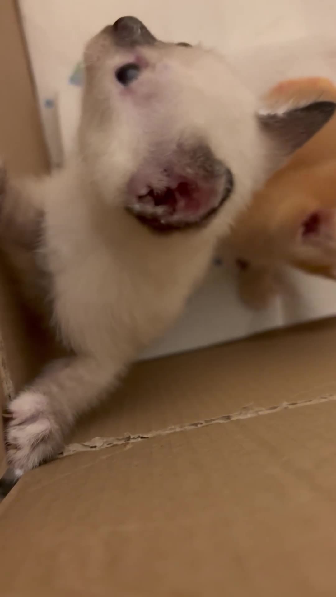 Meticcio gatti in regalo: Regalo 6 gattini - Video 1