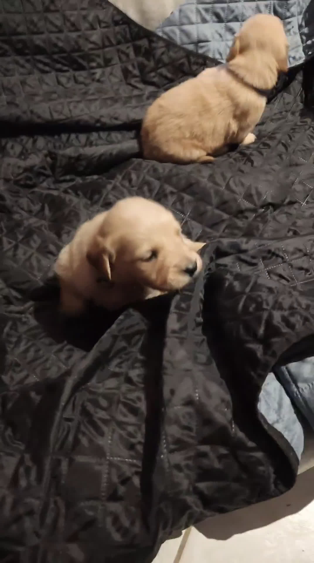 Golden Retriever cani in vendita: Golden retriever  - Video 3