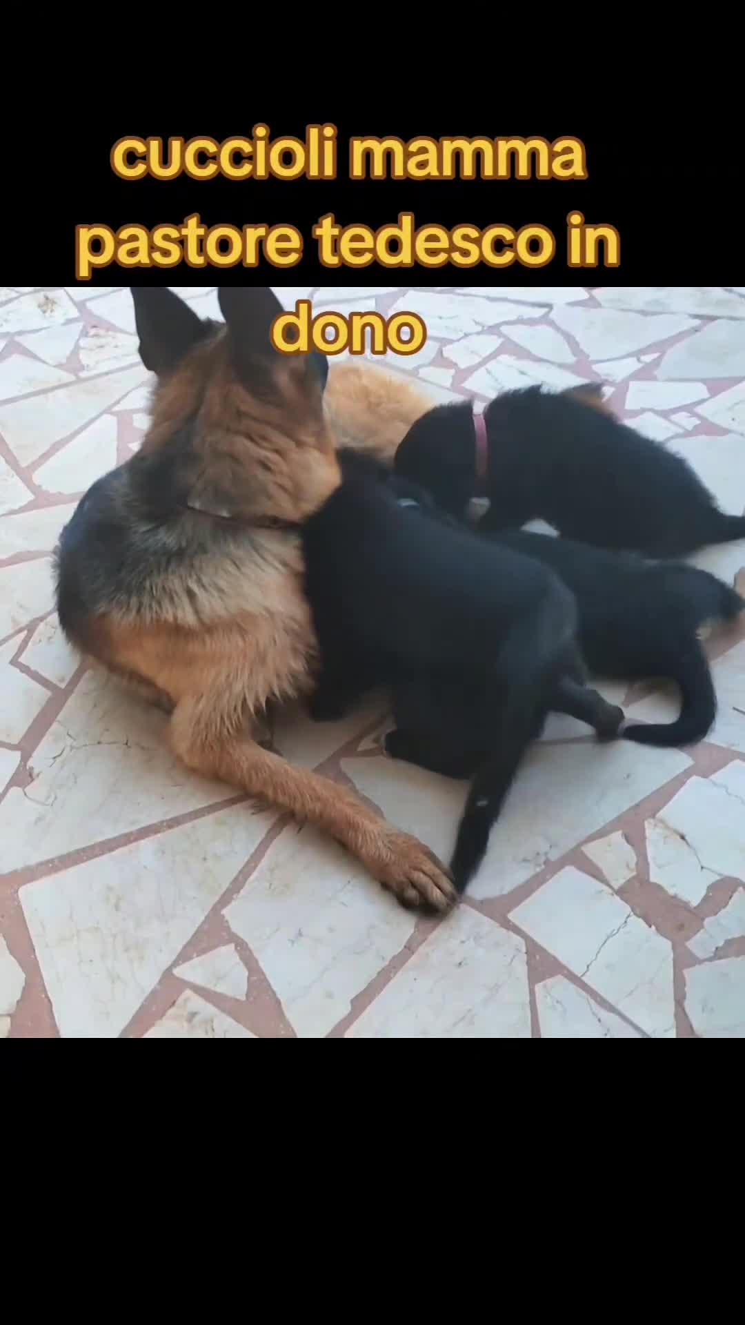 Meticcio cani in regalo: Cuccioli di mamma pastore tedesco  a Città Metropolitana di Bari - Video 1