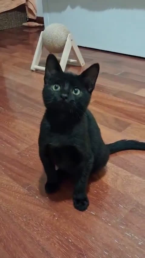 Europeo gatti in regalo: Dolcissima Janet💘💘 - Video 1