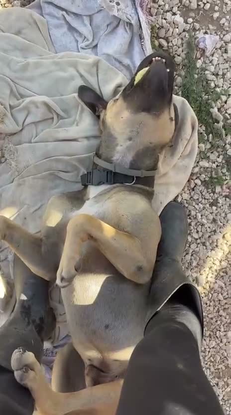 Meticcio cani in regalo: FANTASTICO BOBBY - Video 4