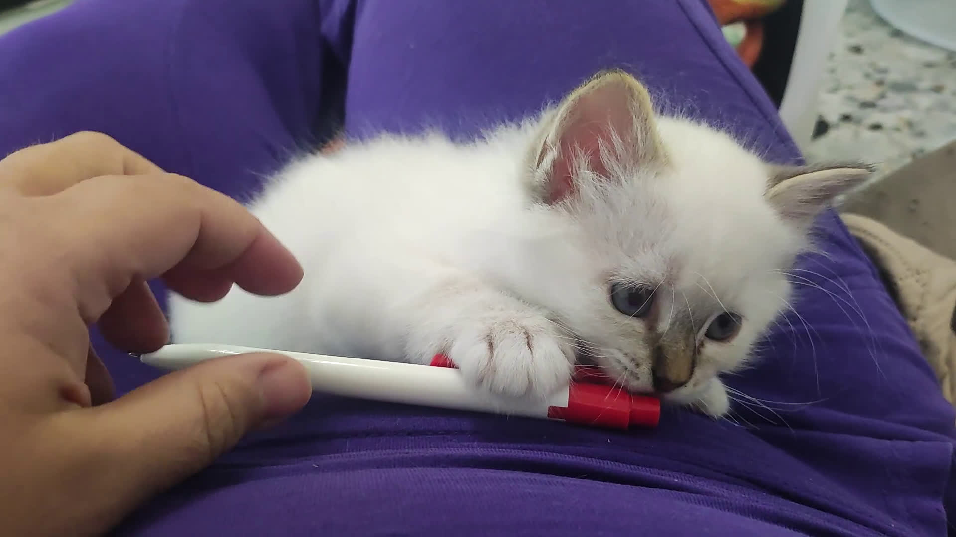 Sacro di Birmania gatti in vendita: Sacro di Birmania  - Video 1