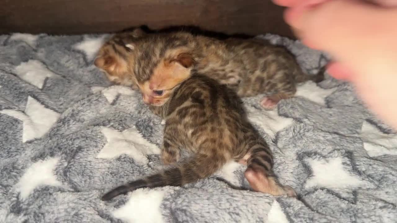 Bengala gatti in vendita: Splendidi maschi BENGAL con pedigree aperto - Video 1