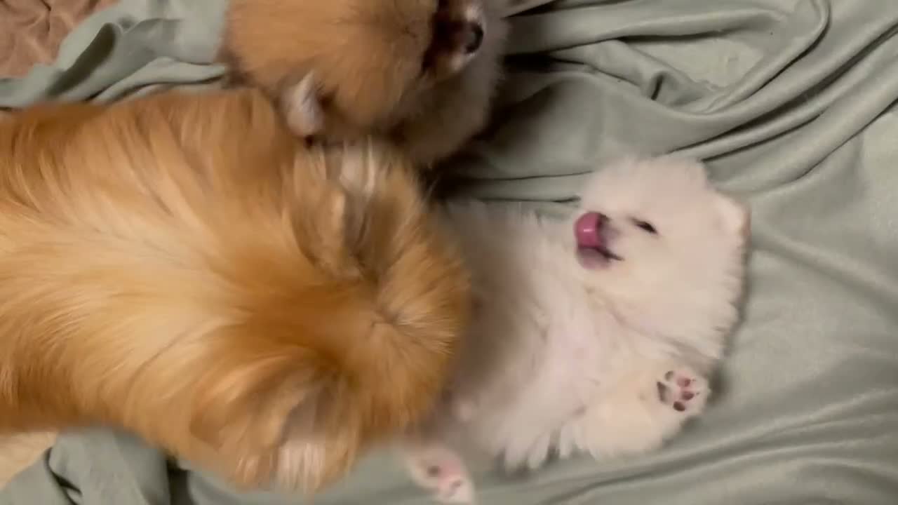 Volpino Pomerania cani in vendita: Pomerania - Video 1