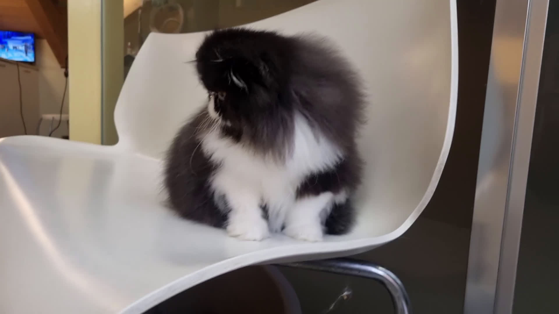 Persiano gatti in vendita: Arcobaleno Queen - Video 1