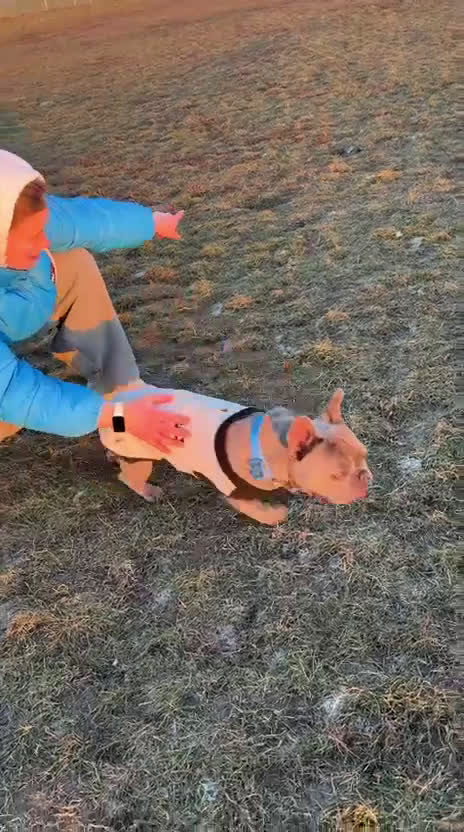 Bulldog Francese cani per accoppiamento:  Ciccio Maschio Bulldog Francese Cerca Femmina - Video 2