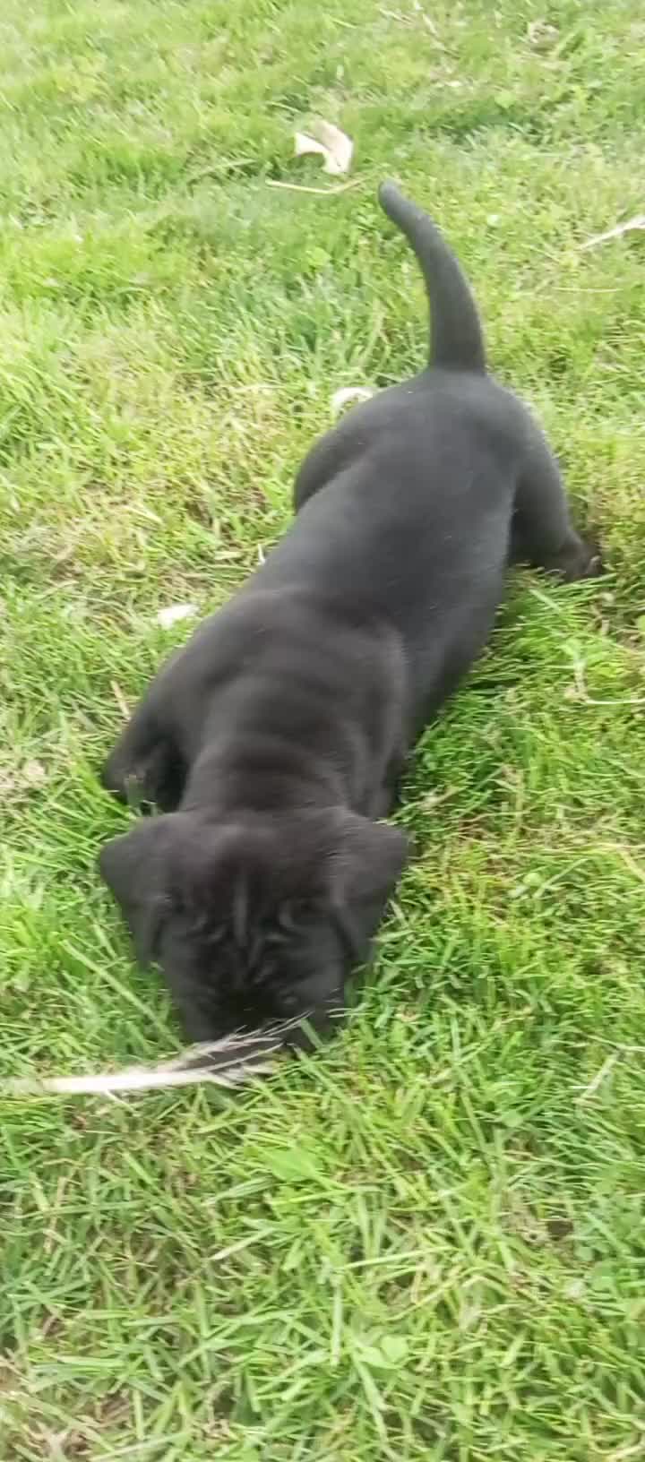 Cane Corso cani in vendita: Cuccioli cane corao - Video 4