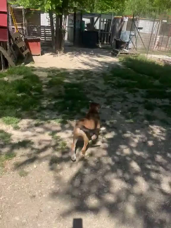 Meticcio cani in regalo: LA TENERISSIMA SIRYA - Video 3