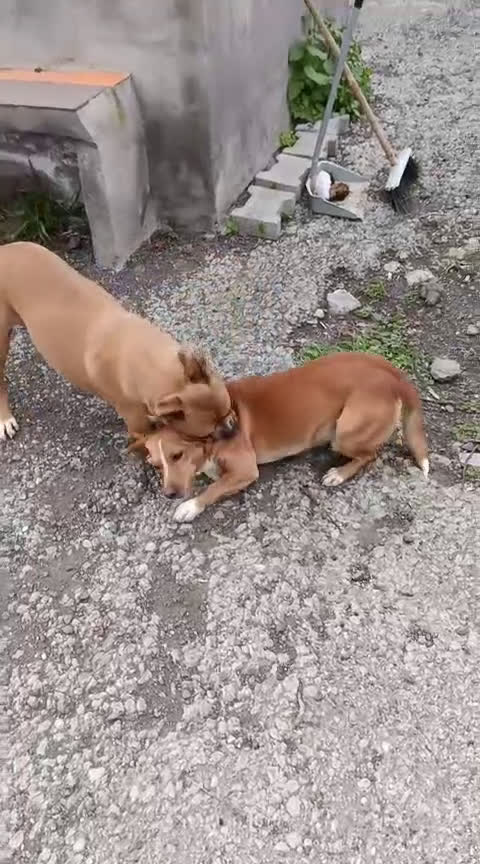 Pitbull cani in regalo: Scilla cerca urgentemente casa!!  - Video 1