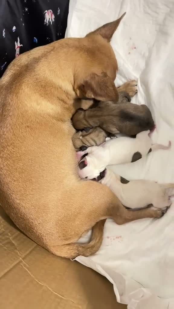 Chihuahua cani in vendita: 4 CHIHUAHUA  - Video 1