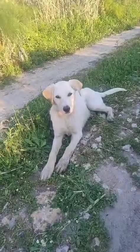 Meticcio cani in regalo: Peter a Provincia di Crotone - Video 1