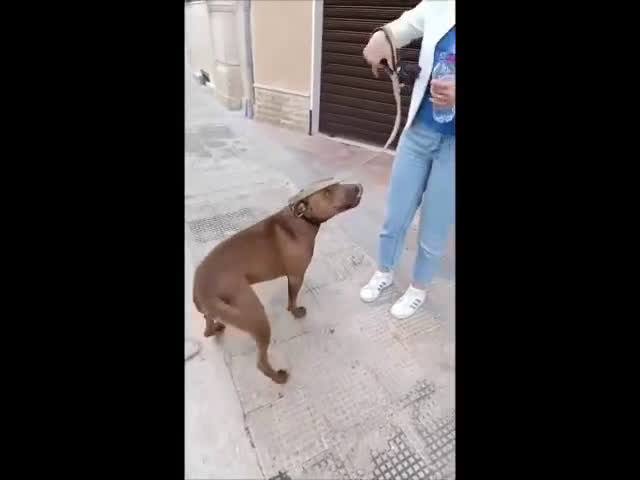 Pitbull cani in regalo: Jago aspetta ancora il suo riscatto  a Città Metropolitana di Bari - Video 1