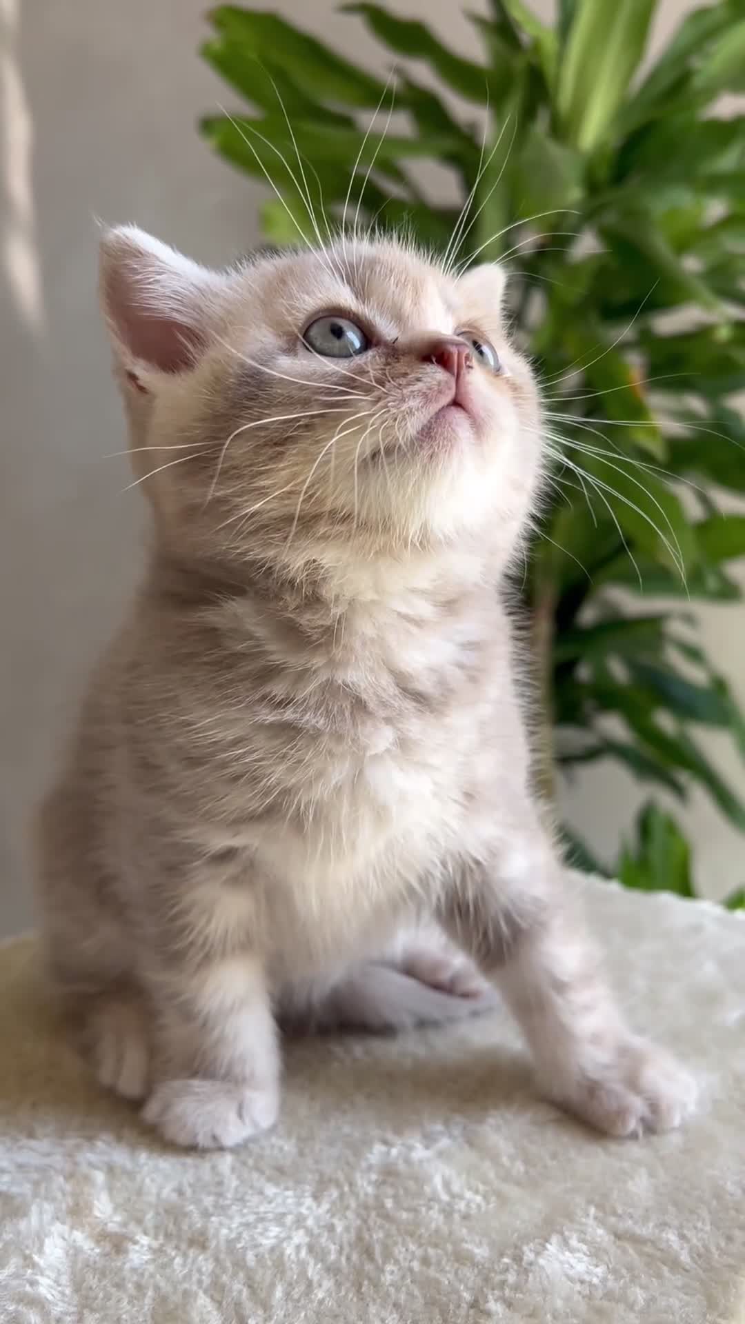 British gatti in vendita: Vendo british shorthair  - Video 1