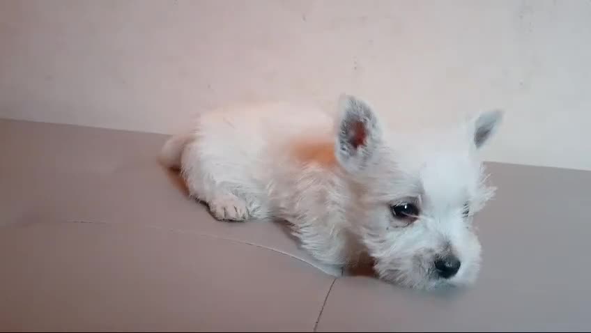 West Highland cani in vendita: west highland  - Video 1