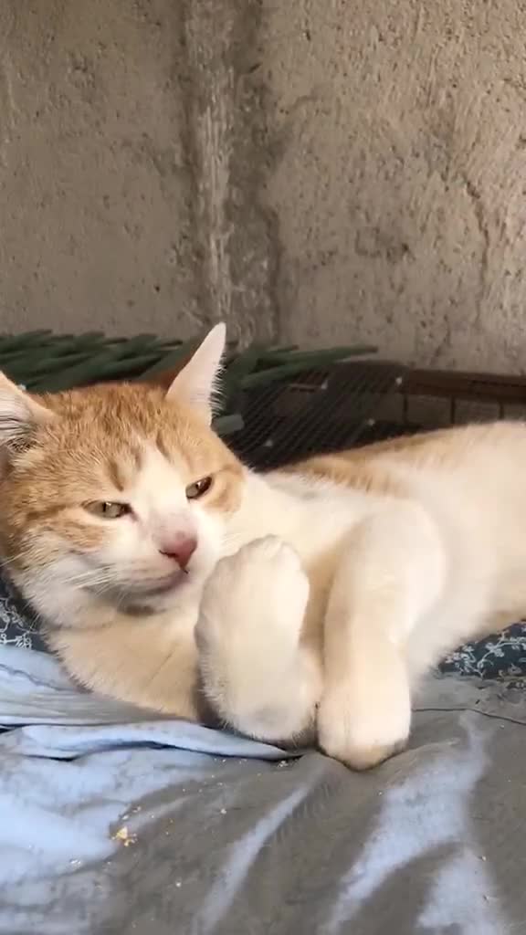 Europeo gatti in regalo: CAMILLO BELLISSIMO GATTO CERCA CASA - Video 5