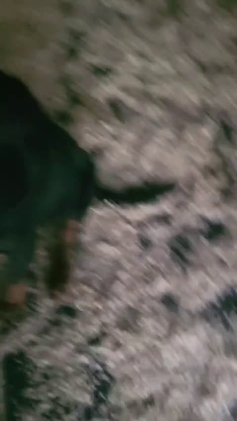 Dobermann cani in vendita: Cucciolo di dobermann - Video 2