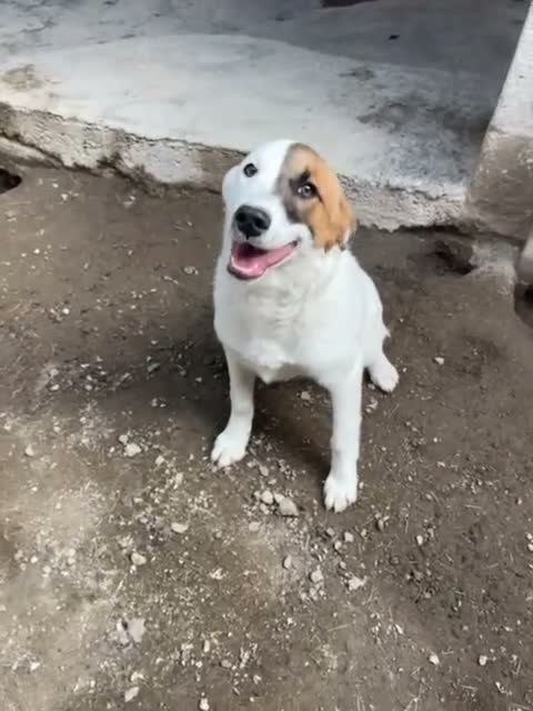 Meticcio cani in regalo: MASCHERINA giovane simpaticona - Video 1