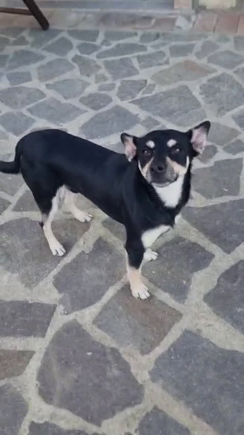 Meticcio cani in regalo: Una casa e tanto amore per Miele e Neve - Video 1