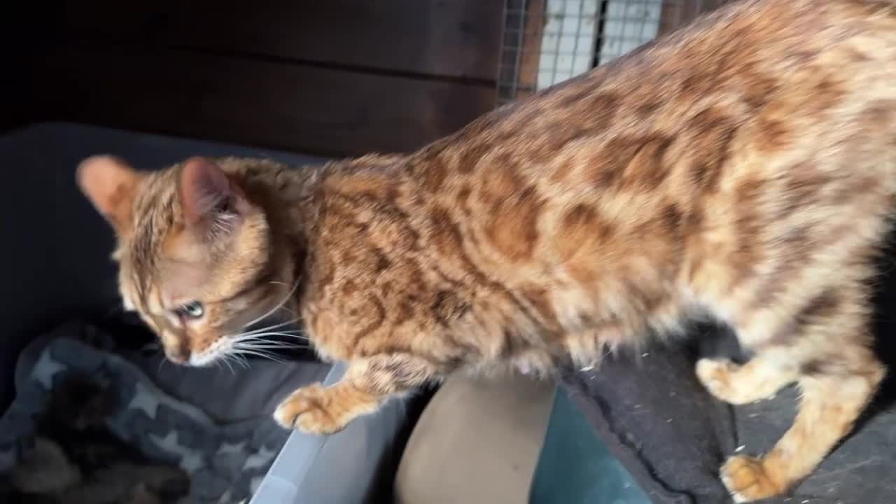 Bengala gatti in vendita: Splendidi maschi BENGAL con pedigree aperto - Video 1