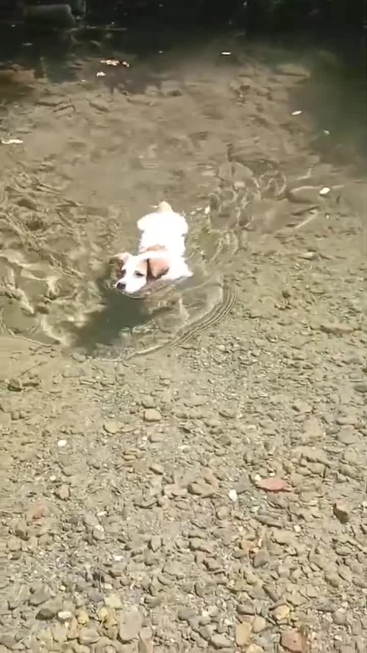 Meticcio cani in regalo: Masha - Video 1