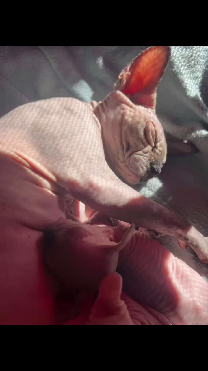 Sphynx gatti in vendita: Sphynx a Città metropolitana di Roma Capitale - Video 1