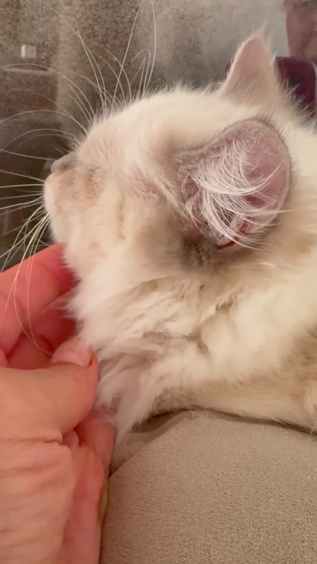 Siberiano gatti in vendita: Dolcissimi cuccioli Siberiani Neva Masquerade - Video 1