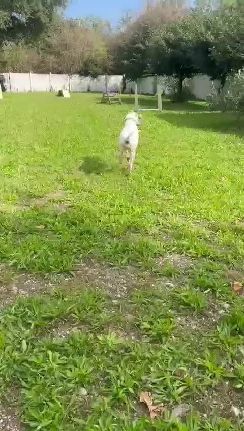 Dogo Argentino cani in regalo: LOLA DOGO ARGENTINO - Video 3