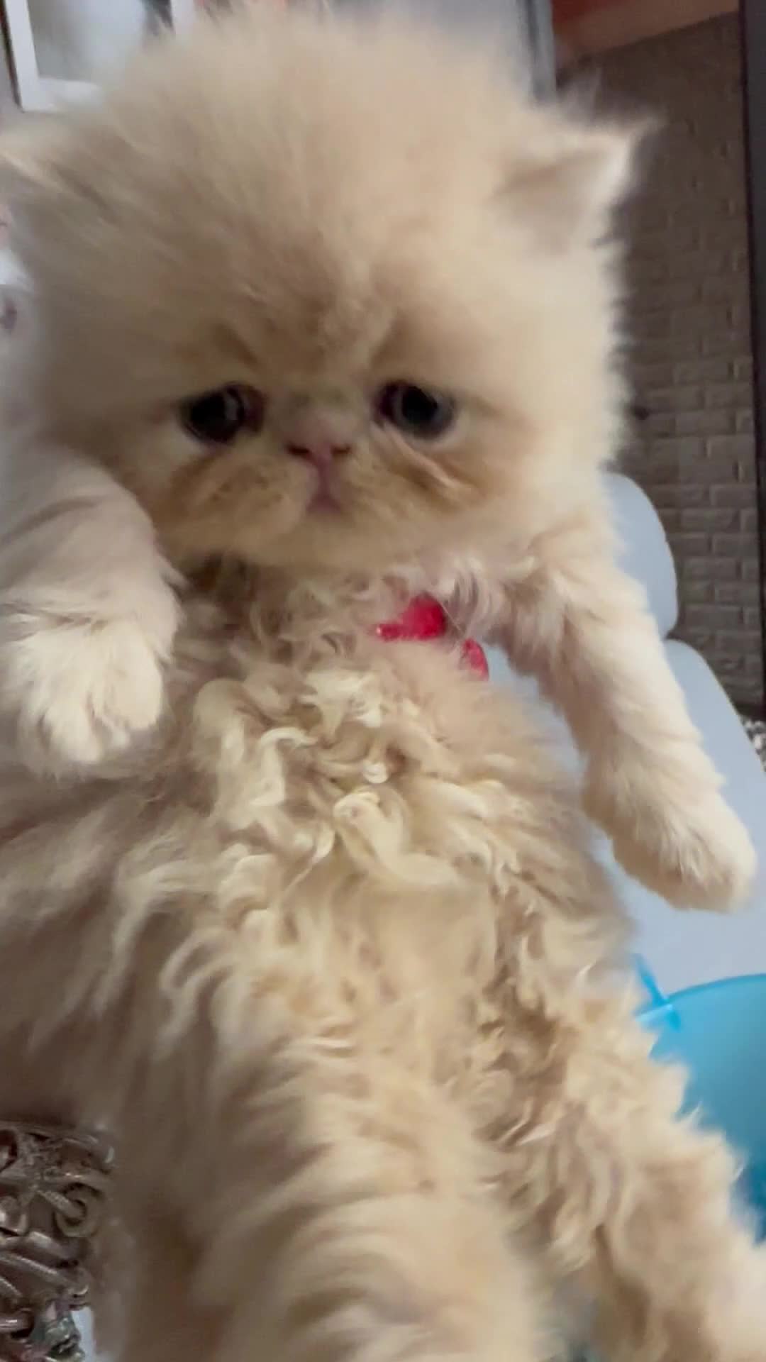 Persiano gatti in vendita: cucciolata gattini persiani - Video 2