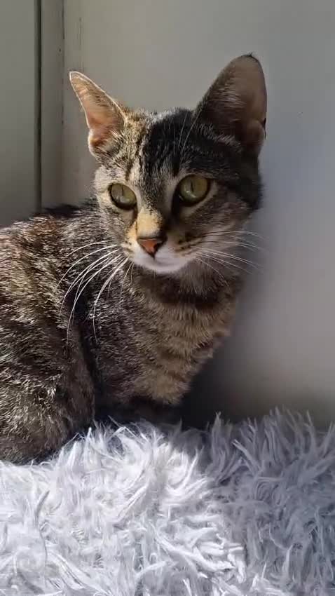 Europeo gatti in regalo: MARGHERITA BELLISSIMA  GATTINA a Città metropolitana di Roma Capitale - Video 1