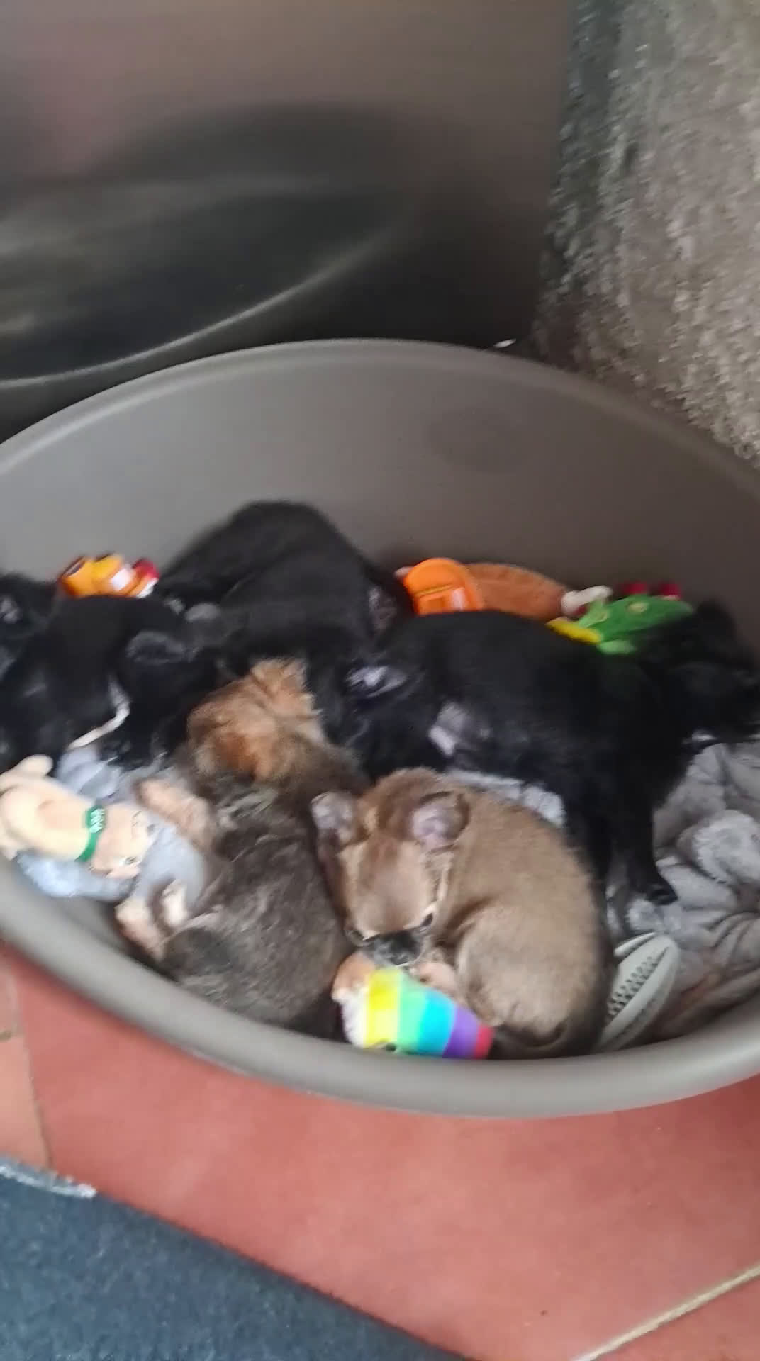 Chihuahua cani in vendita: Cuccioli chihuahua pelo lungo - Video 3