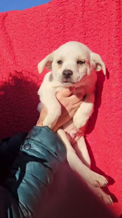 Meticcio cani in regalo: Antos: 2 mesi taglia piccola  - Video 1