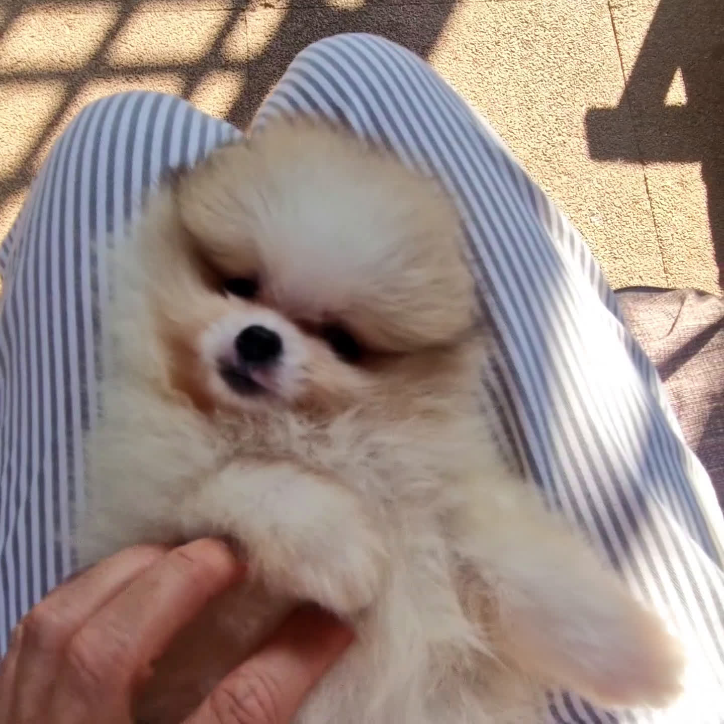 Spitz cani in vendita: Spitz tedesco NANO Pomerania  - Video 2