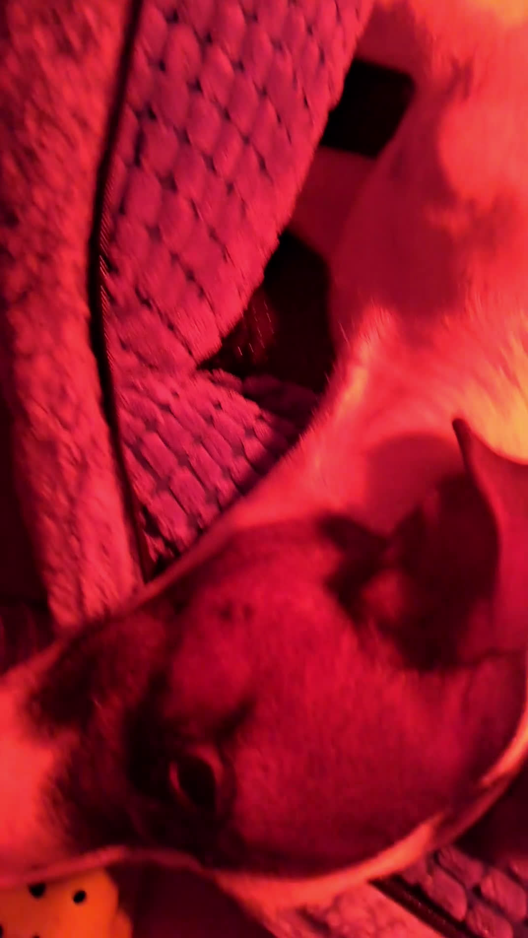 Jack Russell cani in vendita: Meravigliosi cuccioli di jack russell - Video 1