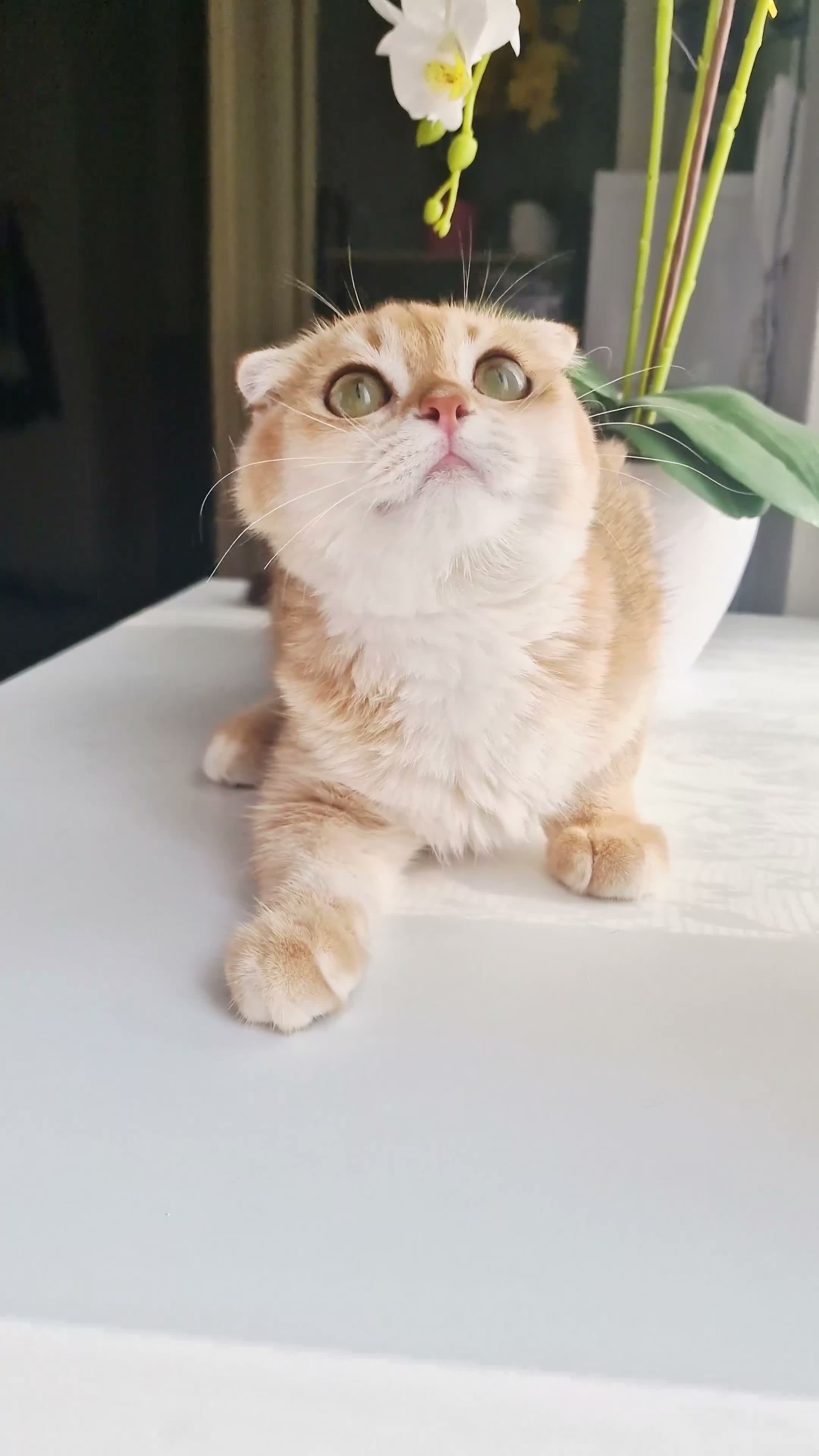 Scottish gatti in vendita: Scottish Fold  - Video 1