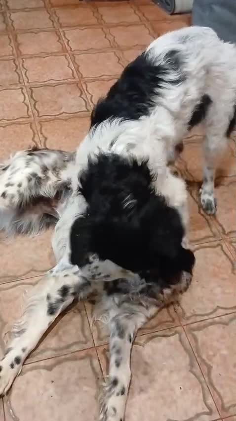 Meticcio cani in regalo: Zayra - Video 1
