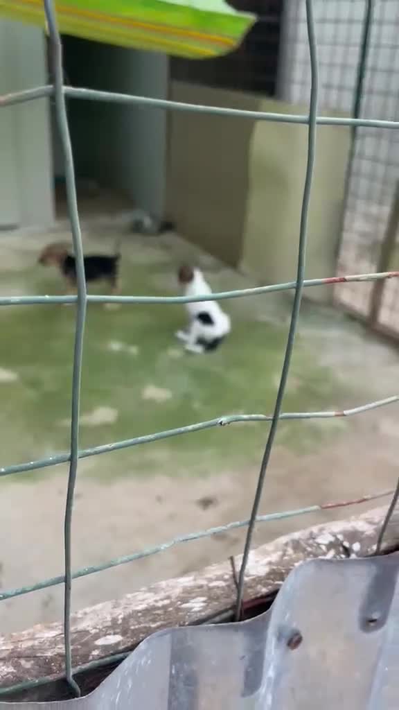 Meticcio cani in regalo: IL TENERO E PICCOLO TARZAN a Città metropolitana di Roma Capitale - Video 1