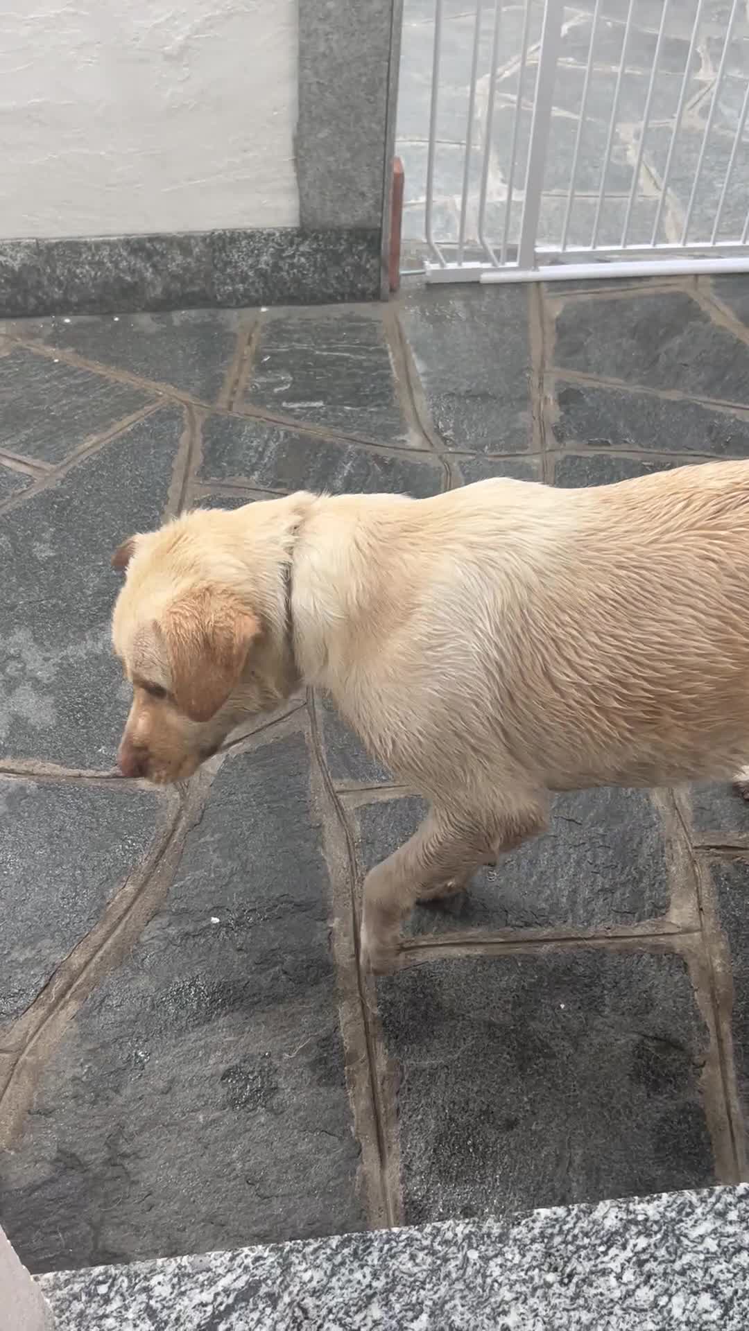 Labrador cani in regalo: Labrador  a Provincia del Verbano-Cusio-Ossola - Video 1