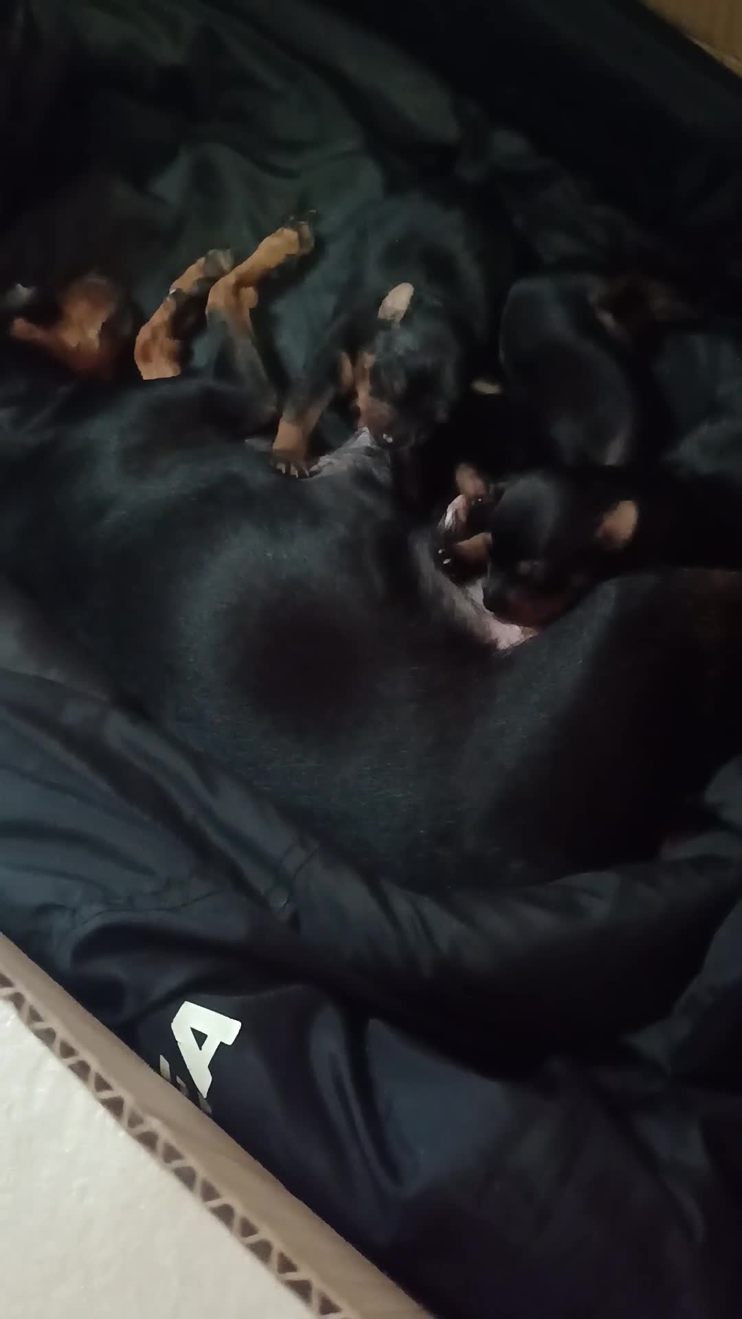 Pinscher Miniatura cani in vendita: Pinscher toy  - Video 1