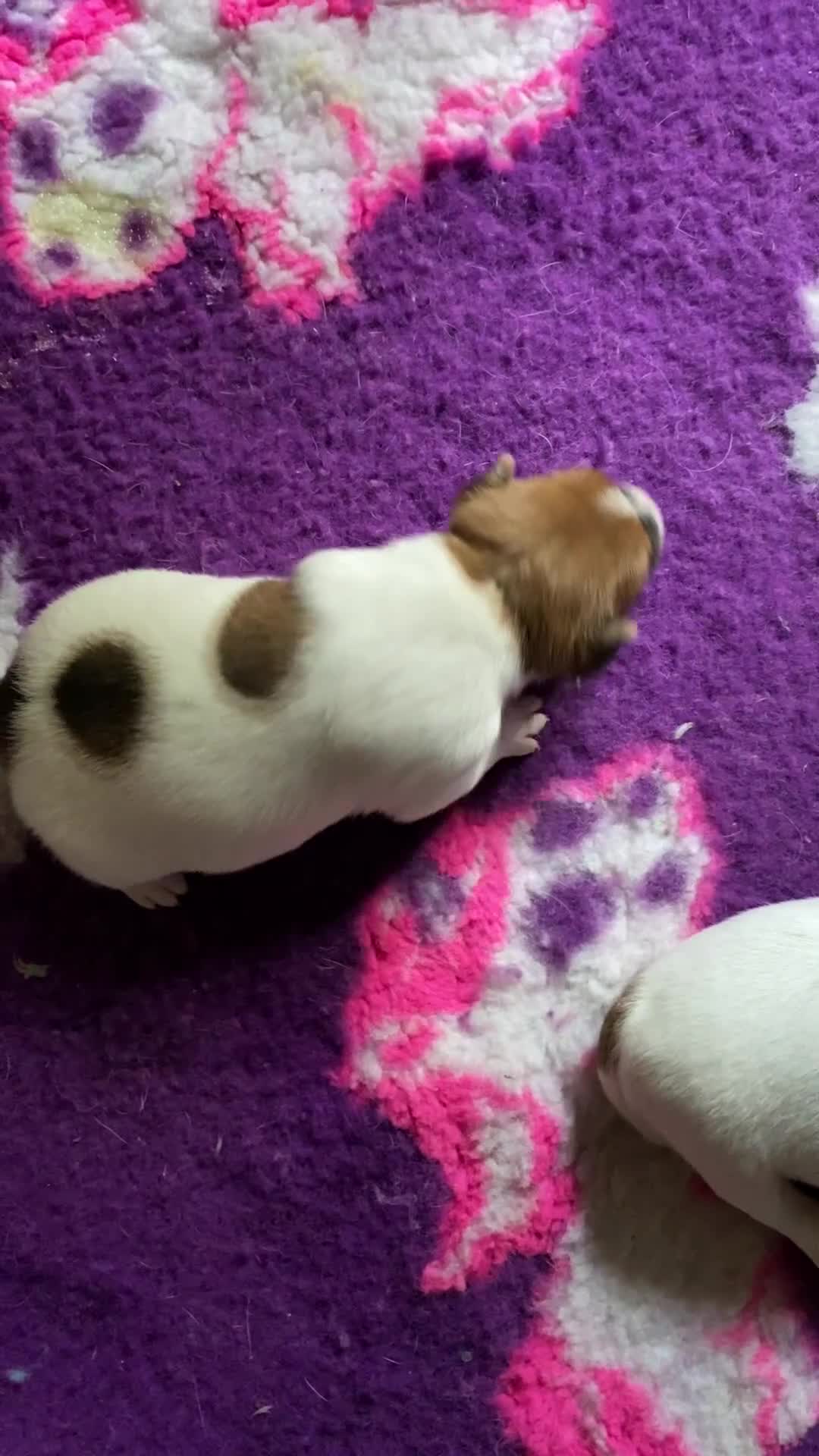 Jack Russell cani in vendita: Jack Russell terrier PELO CORTO e BROKEN - Video 1